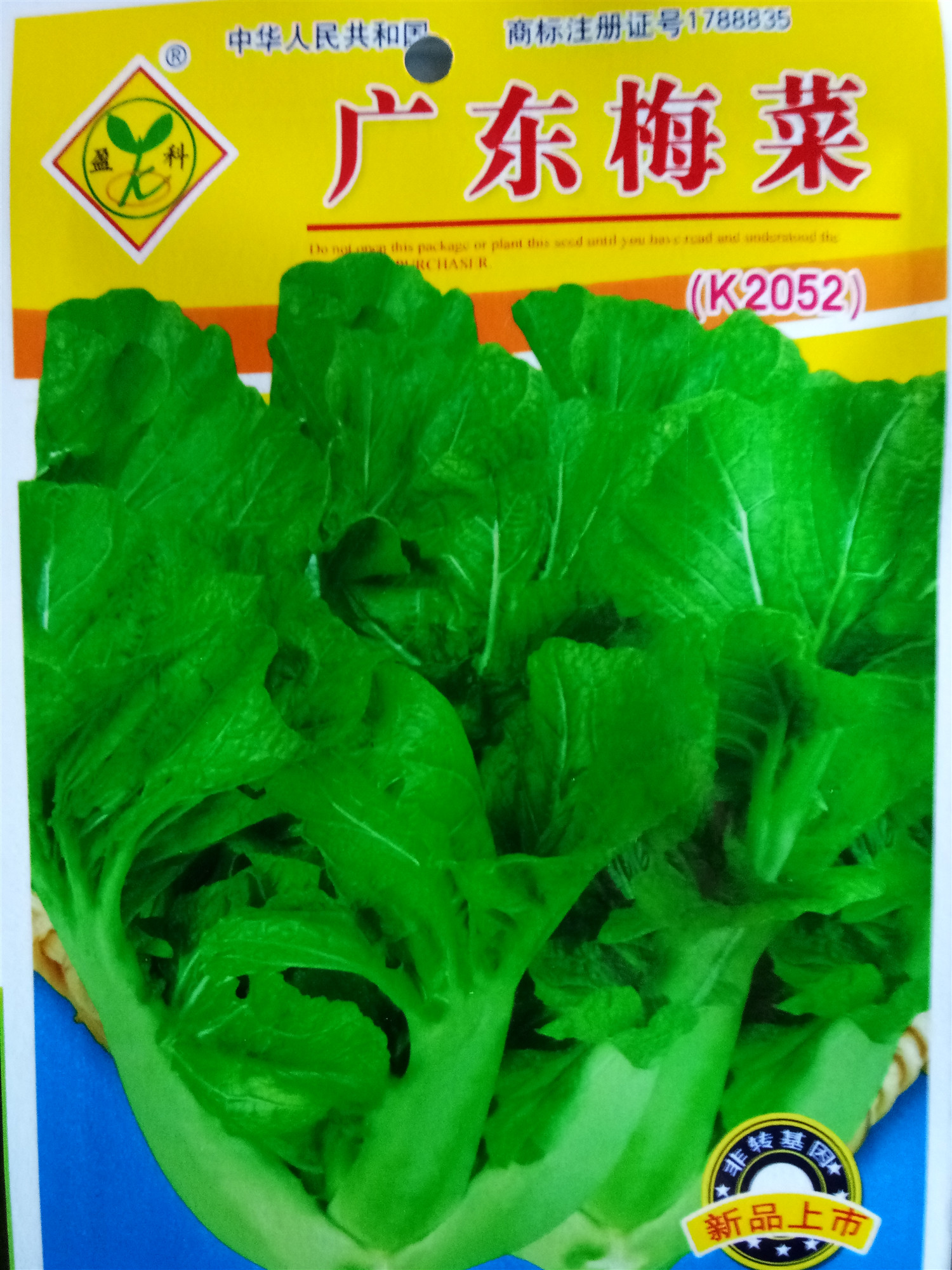 广东特产梅菜种子春秋播种青菜芥菜籽腌菜梅菜种子