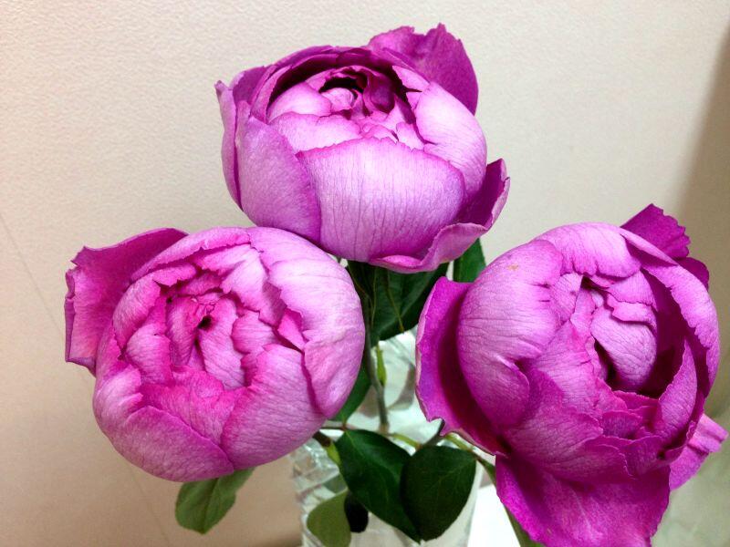 爱园花卉伊芙胭脂香水月季实生根接f10盆栽时令草本花卉