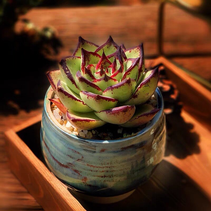 乌木金典檀汁红檀大颗多肉植物新手养老花卉多肉植物