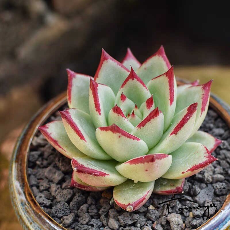 乌木金典檀汁红檀大颗多肉植物新手养老花卉多肉植物