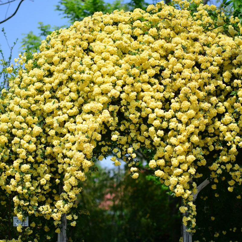 四季木香花的缺点图片