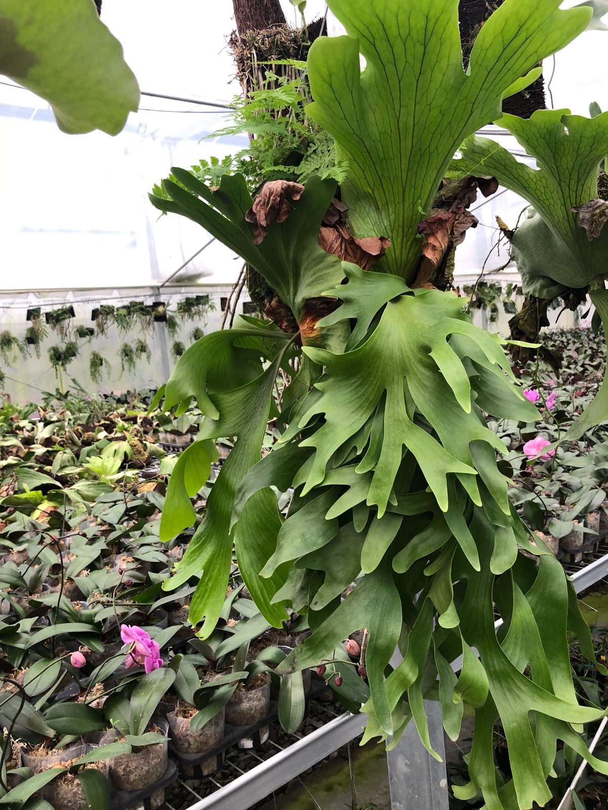 植物皇冠鹿角热带雨林附生蕨类进口花卉时令草本花卉