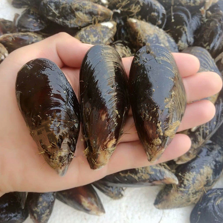 海鲜口贝鲜活新鲜大青口大海虹淡菜野生贻贝青口贝