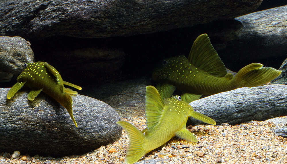 精品清道夫活体琵琶工具垃圾鱼清洁鱼热带鱼观赏鱼鱼