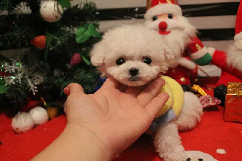 白色贵宾犬小体茶杯犬袖珍狗活体幼犬家养纯种泰迪犬白色母狗h