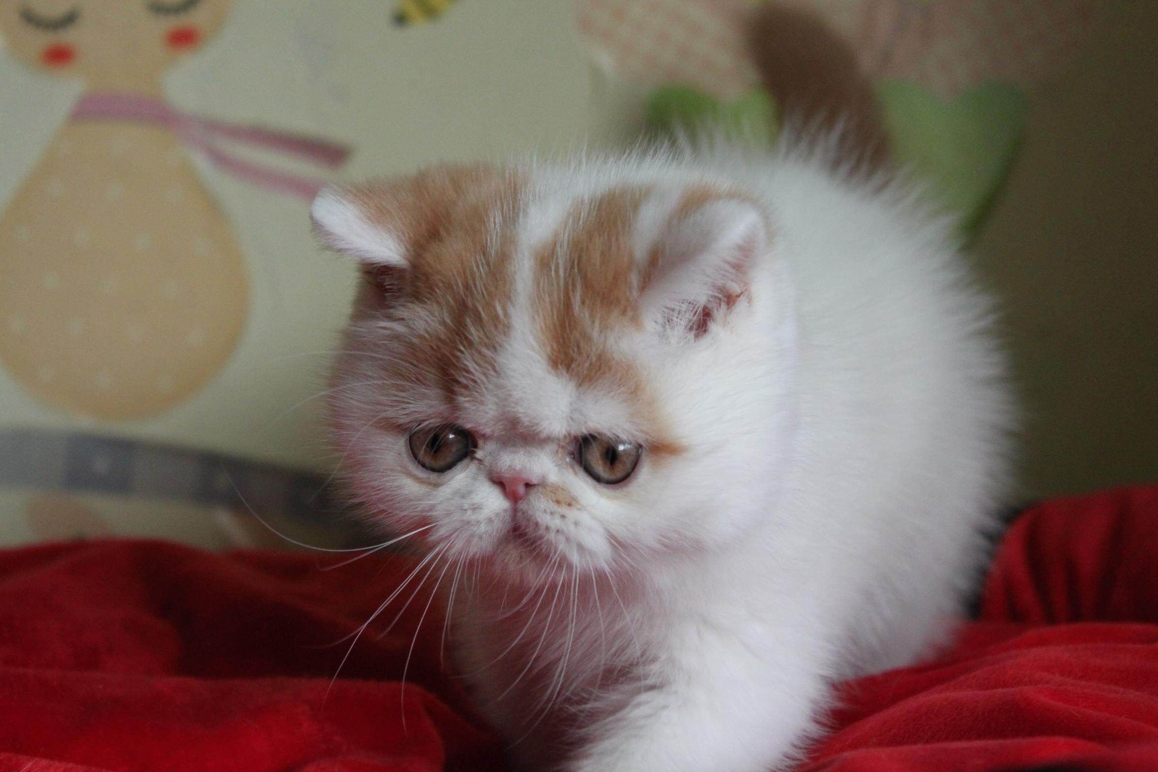 短毛加菲猫宠物猫咪异国猫家家养纯种幼猫活体猫咪