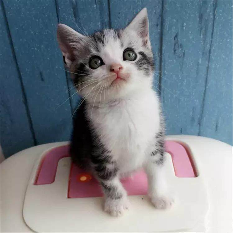 美国短毛猫美银虎斑标宠物猫幼猫咪活体纯种猫咪