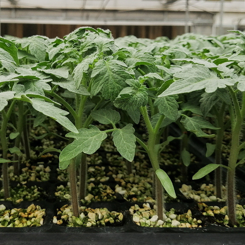 种植抢鲜箱带小番茄盆栽圣女果西红柿秧苗懒人带土绿植