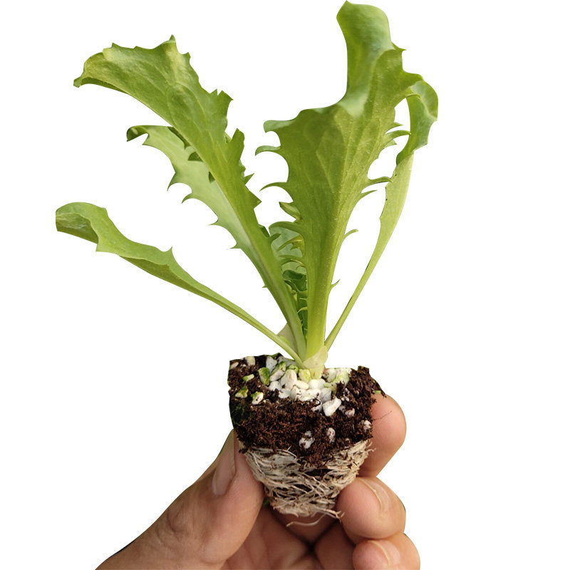 苦菊种子生菜盆栽苦苣幼苗春季蔬菜种籽四季家庭园艺种子