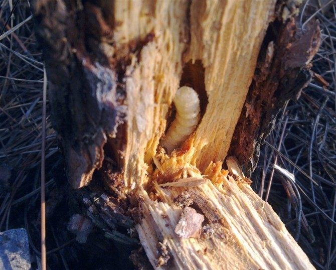 大中号柴虫 活天牛幼虫富含蛋白质营养 增膘提性打斗比赛食物50只