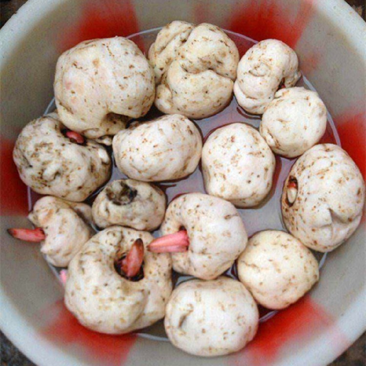 正宗魔芋豆腐新鲜蔬菜山野菜手工磨芋四川湖南其它