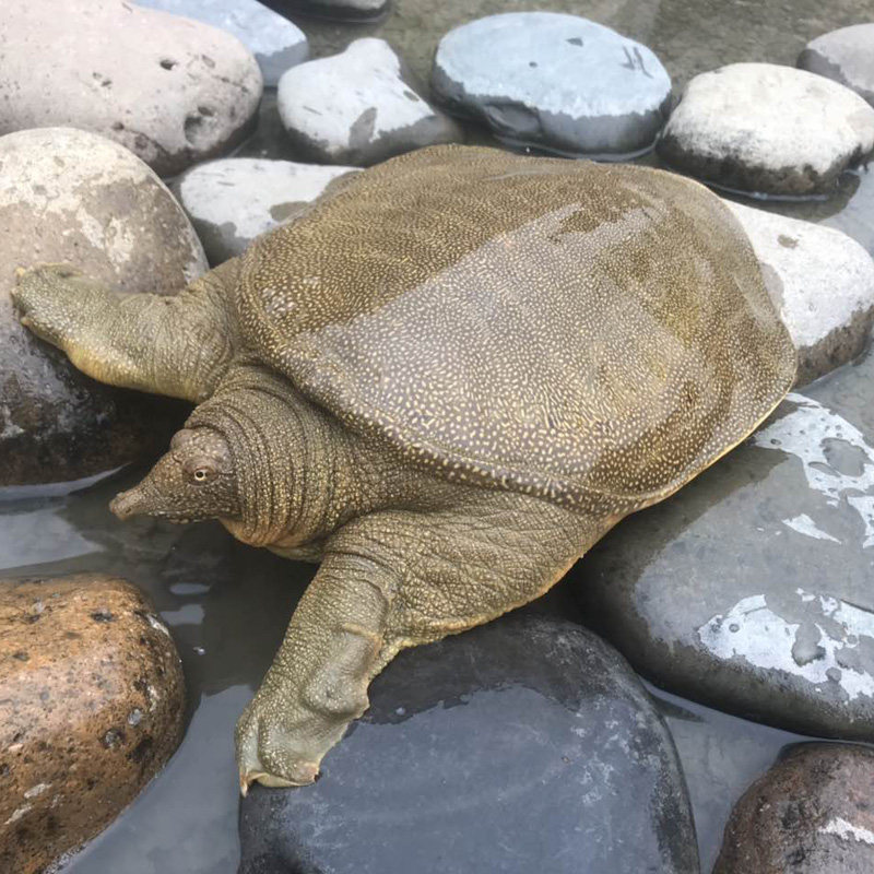 3斤甲鱼老鳖中华鲜活王八水鱼滋补送礼团鱼甲鱼