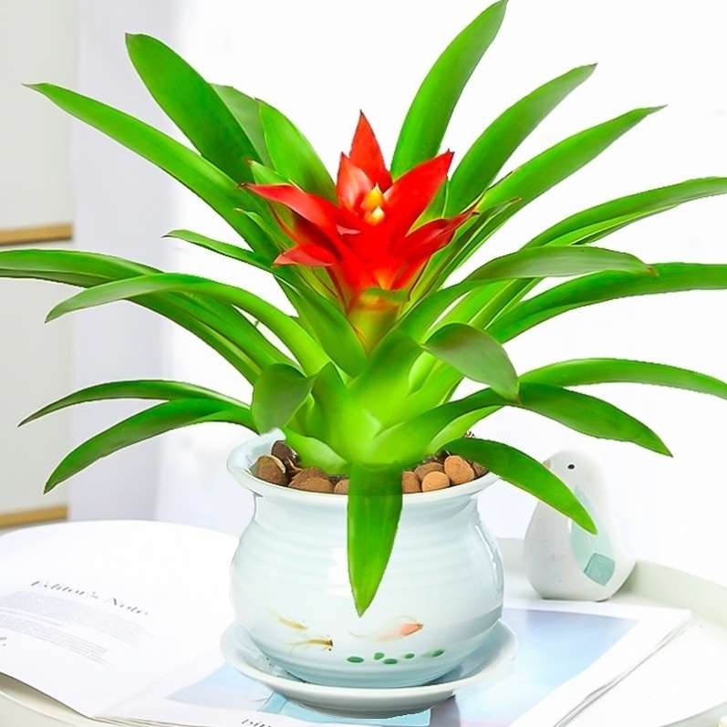 鸿运当头盆栽招财手红绿植高档大型花卉植物室内花卉