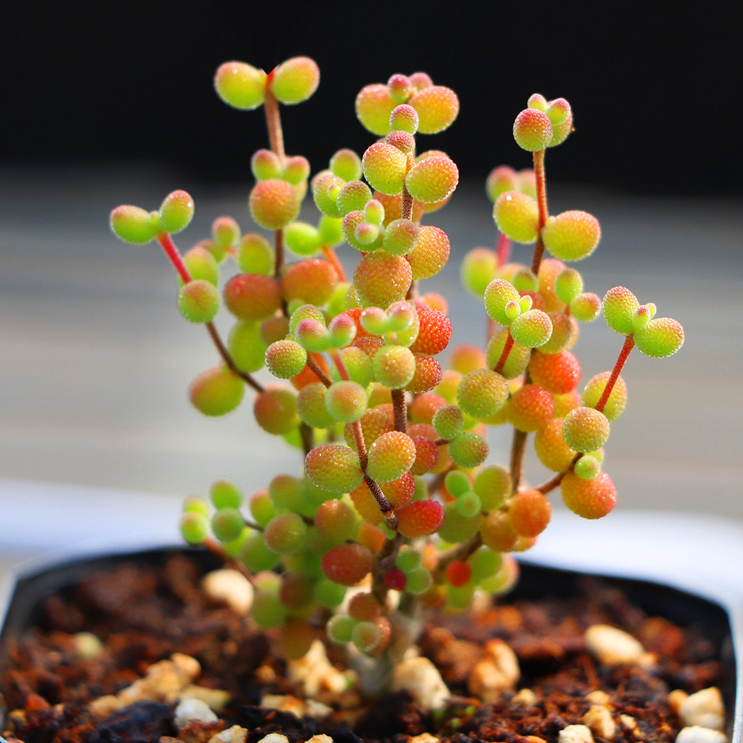 一物一拍米粒枝干番杏糖球冰晶红叶多肉矮小多肉植物