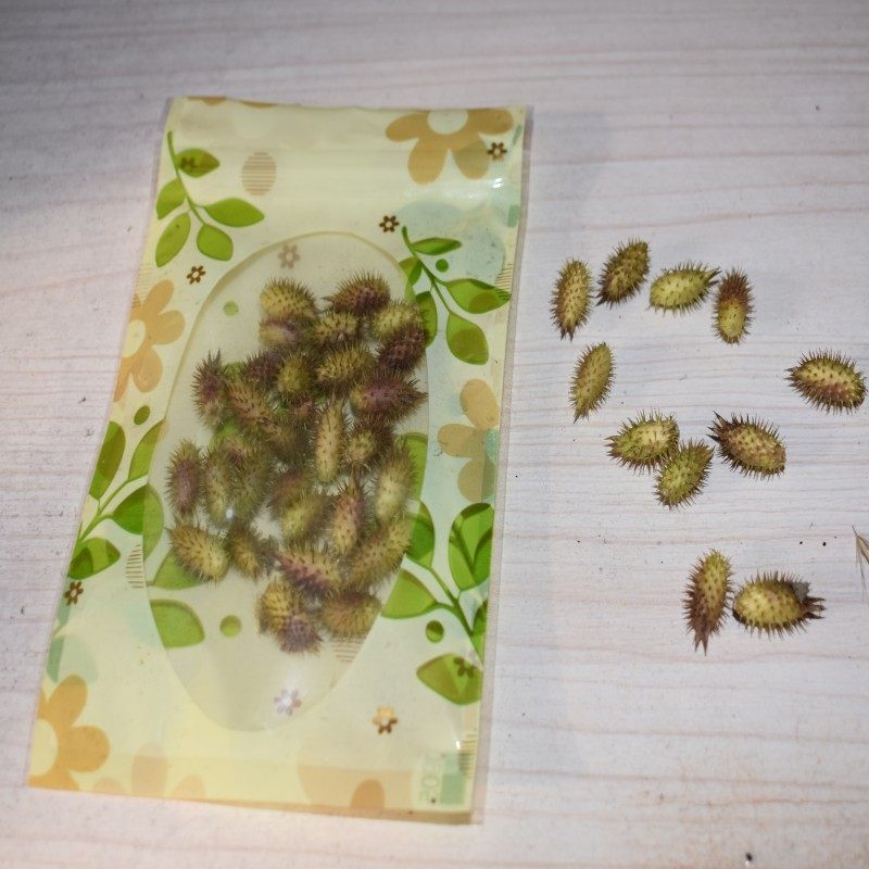 鲁中山区2017年中药材野生苍耳子成熟仓刺头 一包40粒5代包邮