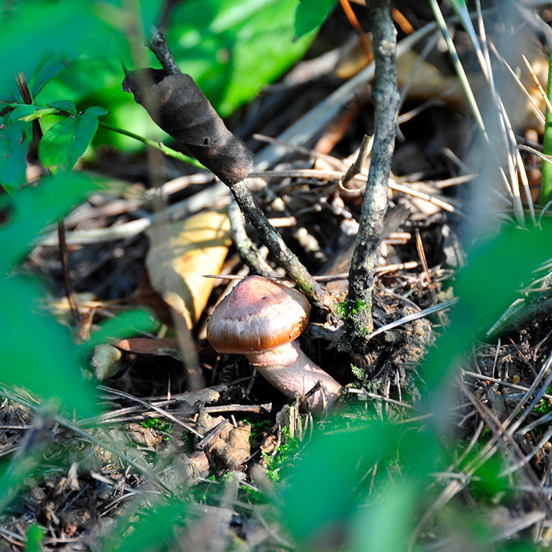 溪味道 本溪松树伞60g 长白山野生红蘑菇干货 东北特产天然红松伞