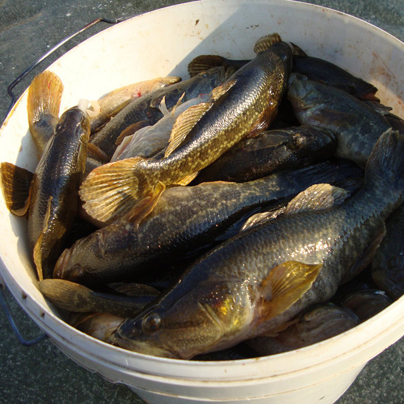 三花五罗东北黑龙江野生老头鲜活速冻山胖头4斤淡水鱼类