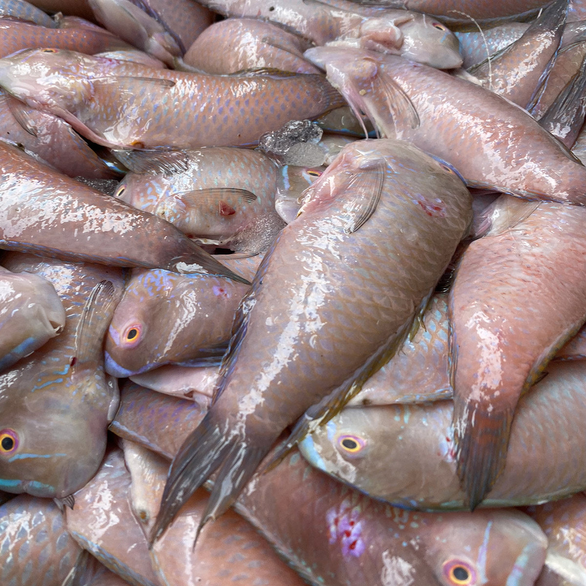 当天天海捕深海鱼红鹦鹦哥新鲜鹦鹉鱼蓝猪齿鱼其它