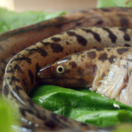 潮汕野生鳗鱼新鲜海鲜海鱼鳗堤石鳗钱鳗水产马鲛鱼
