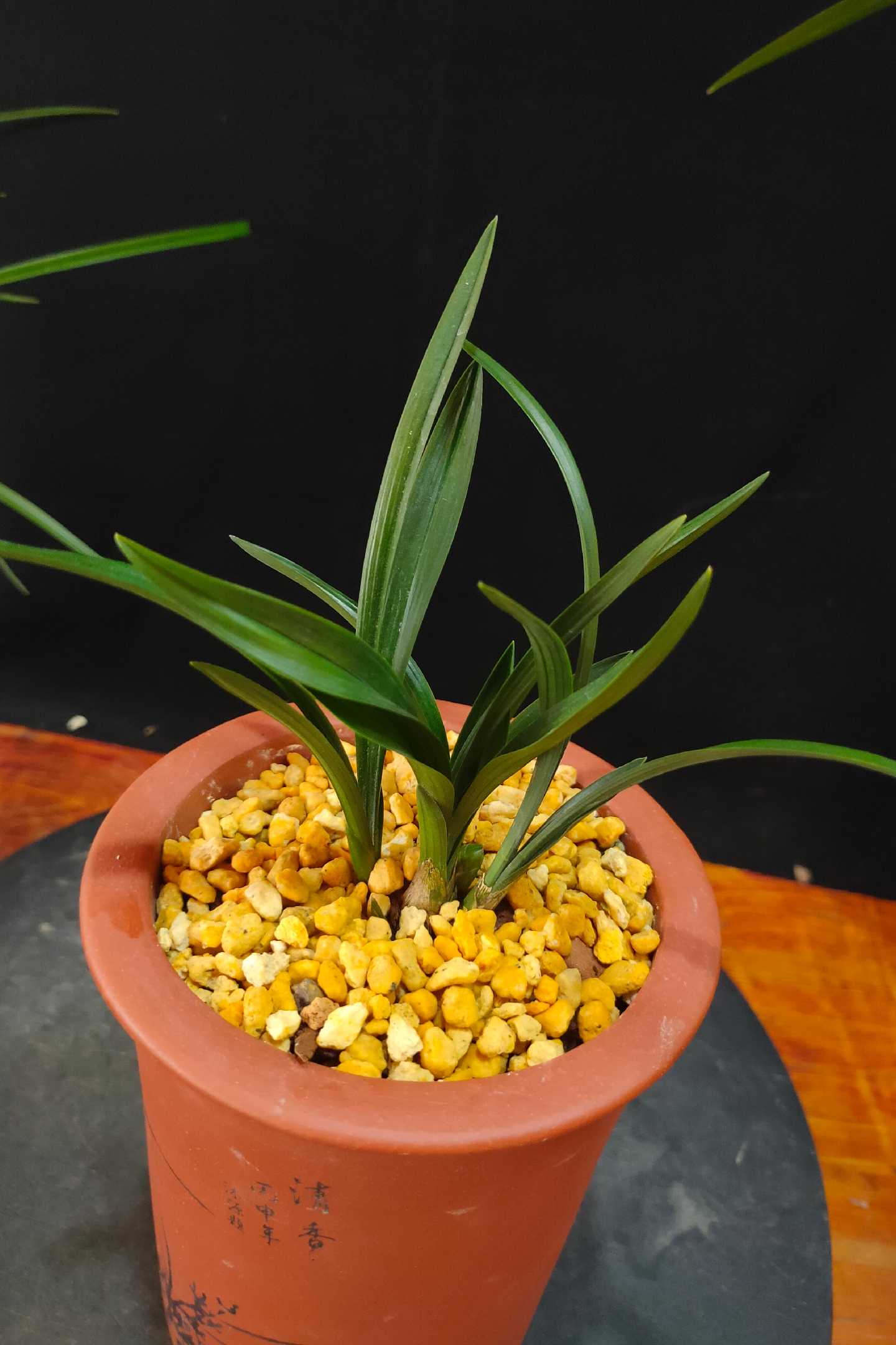 春兰玲珑矮种兰花正格荷瓣稀有品种春秋花苞时令草本花卉