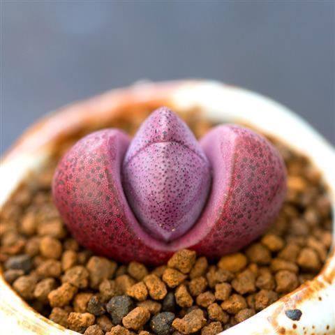 肉锥花多肉植物萌pp生石花番杏科群生口笛老桩口迪多头