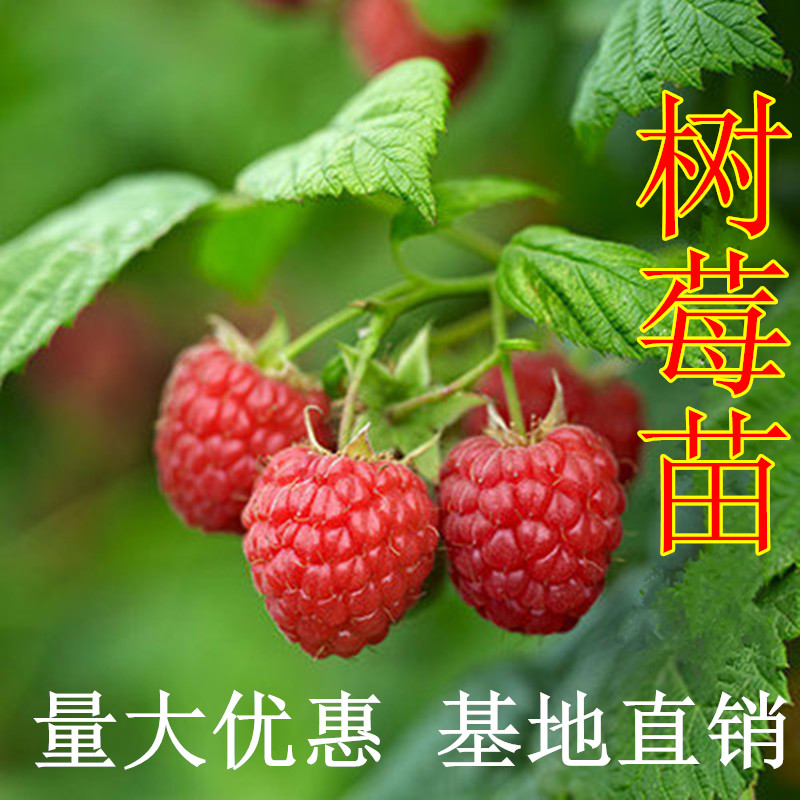 黄树莓盆栽甜不奇迹橙色金克金橙色维秋黄金克波兰果树