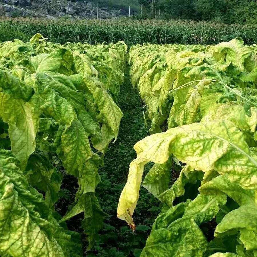 烤烟生物烤黄剂烟叶落黄烟草专用用药新型肥料