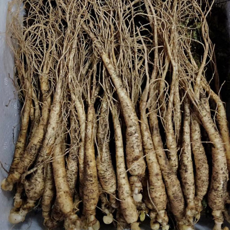 人参东北长白山新鲜小人中药材整棵50根野山林下人参