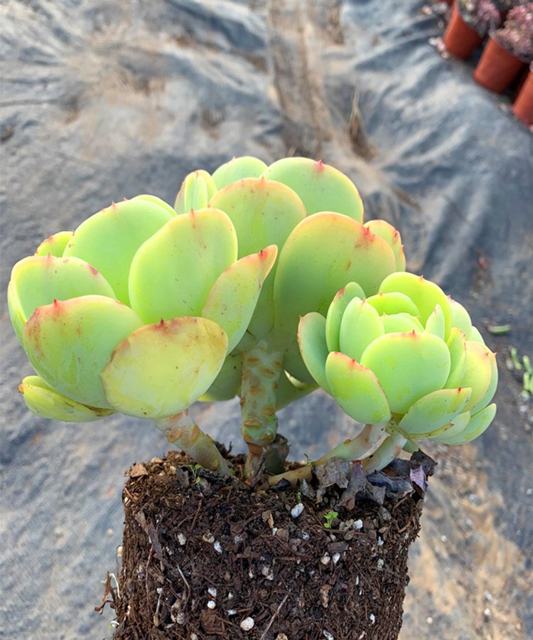 多肉碧桃植物大株群生鸡蛋老桩一物一拍庭院多肉植物