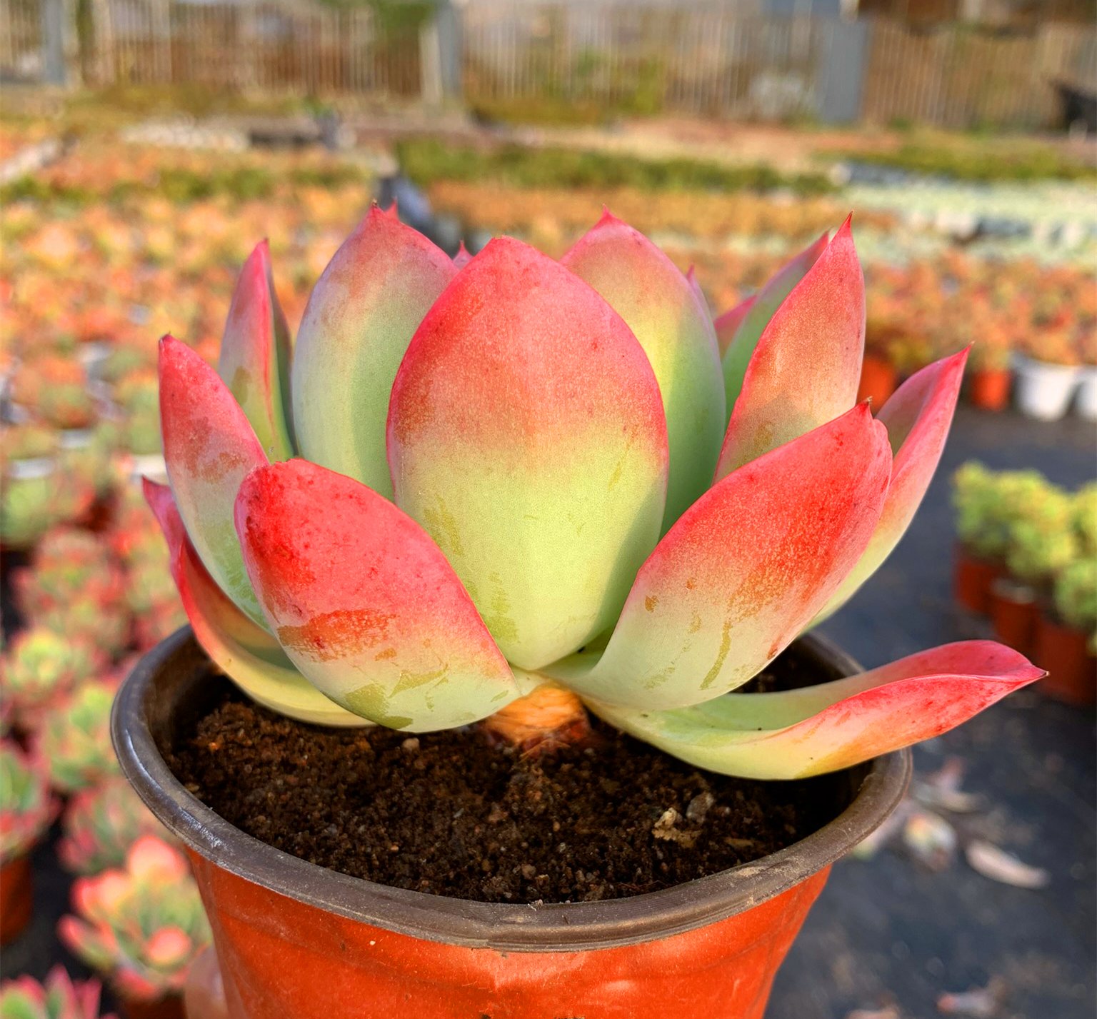 绮罗基地实拍鲜艳群生进口老桩多肉植物大株多肉植物