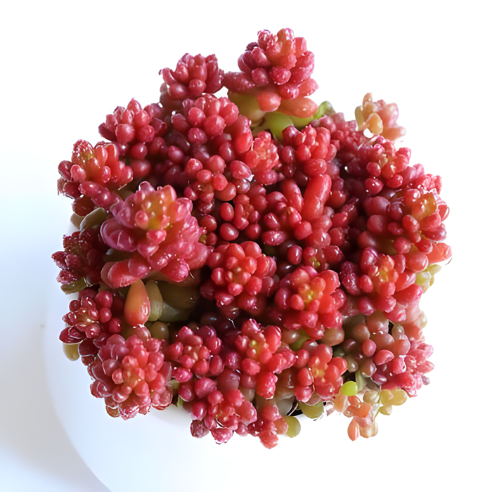 多肉植物老桩大株红色浆果小红莓群生室内盆栽多肉植物