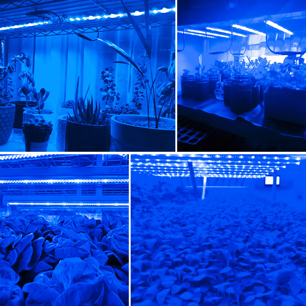 植物冰蓝蓝色led生长灯带usb补光灯全光谱植物生长灯