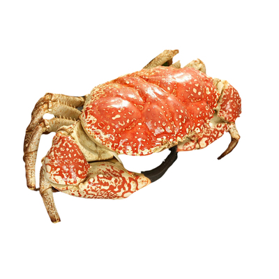 距优惠券开抢还有00:00:00鲜活皇帝蟹特大澳洲大螃蟹巨大拟滨蟹野生