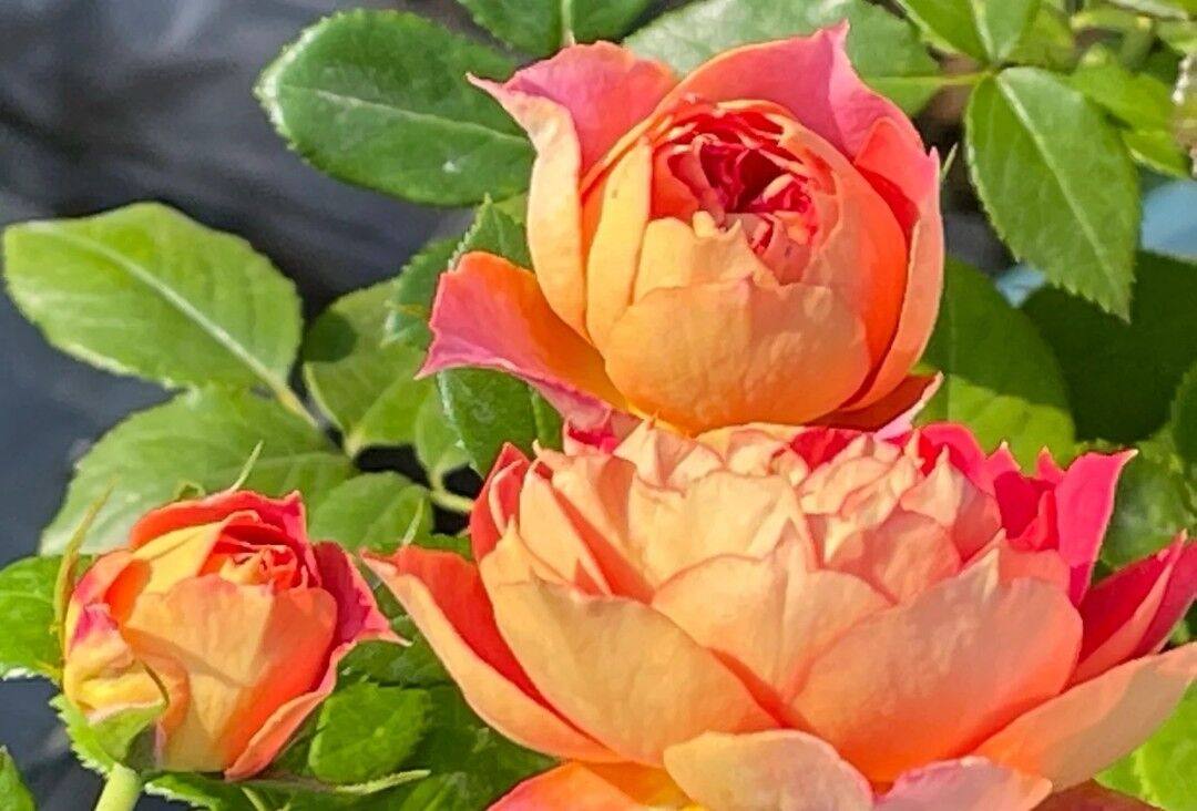 南瓜灯笼新品灌木月季勤花抗病耐热涨势庭院时令草本花卉