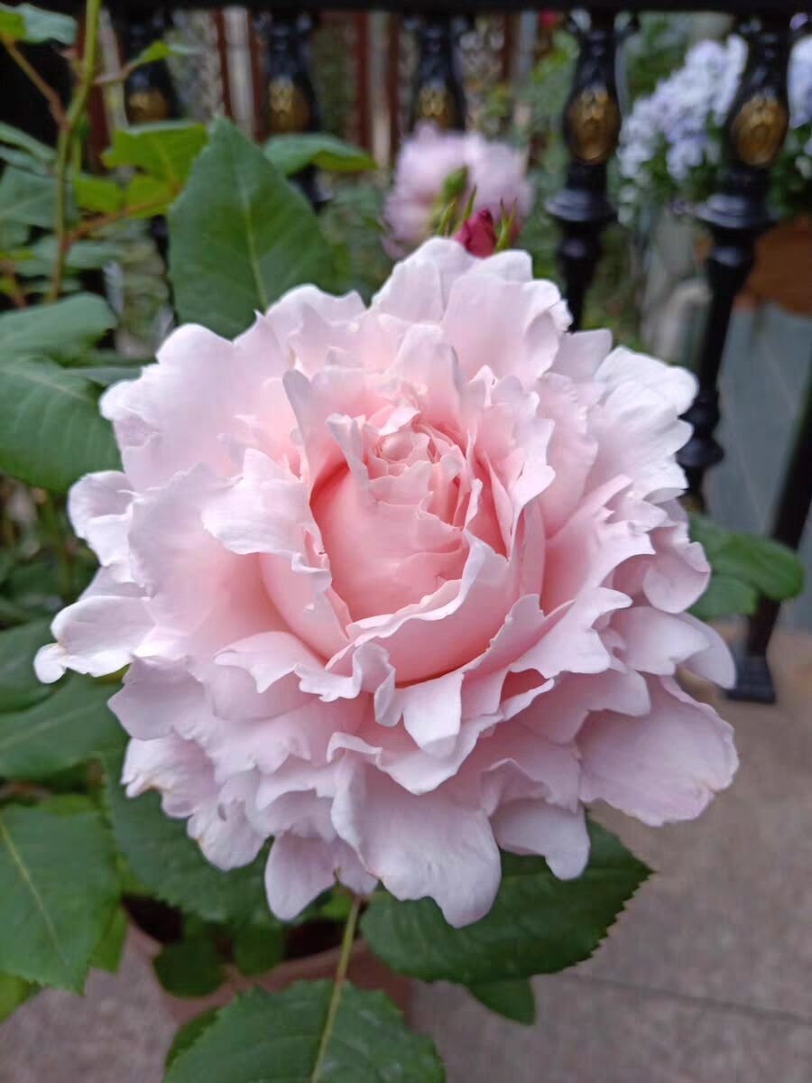 罗莎新品索菲苏菲浓香香型月季花粉色四季开花时令草本花卉