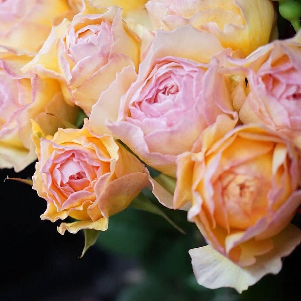 作品阳台扦插浓香品大国枝新品切花月季蜉蝣时令草本花卉