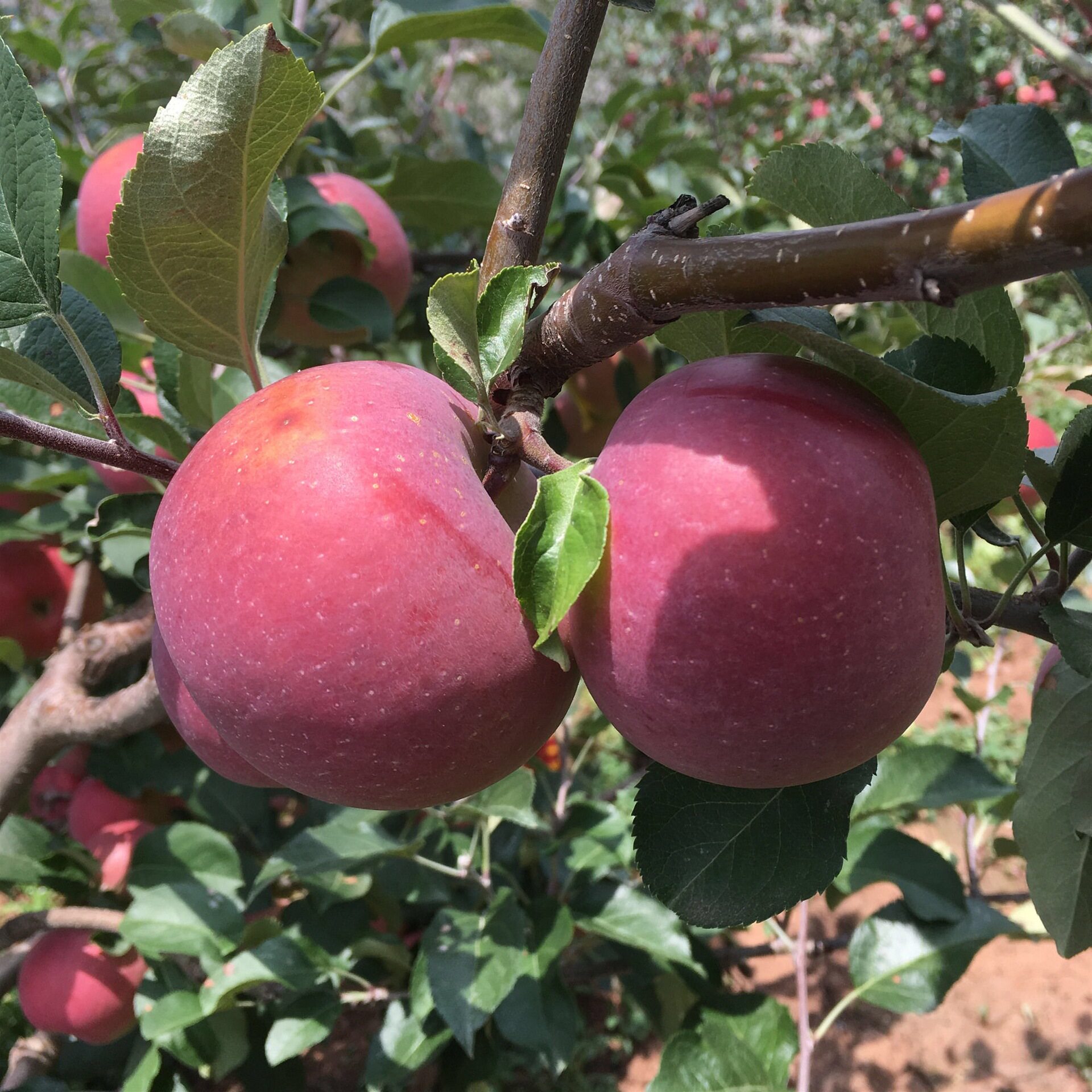 苹果四川川大凉山盐源水果红富士昭通嘎啦冰糖苹果