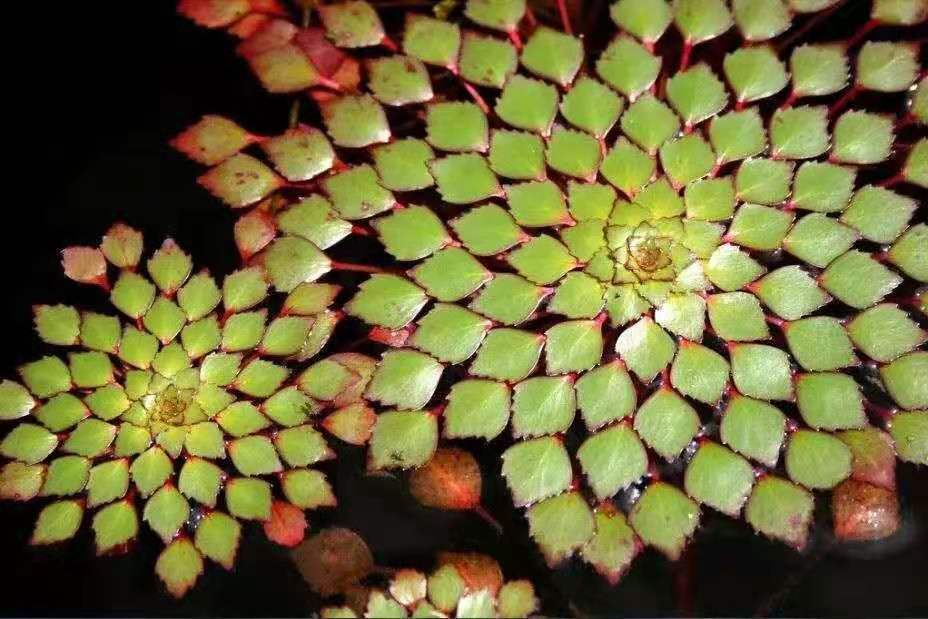 水上葵花水草黄花危地马拉丁香浮水植物活体包活水草