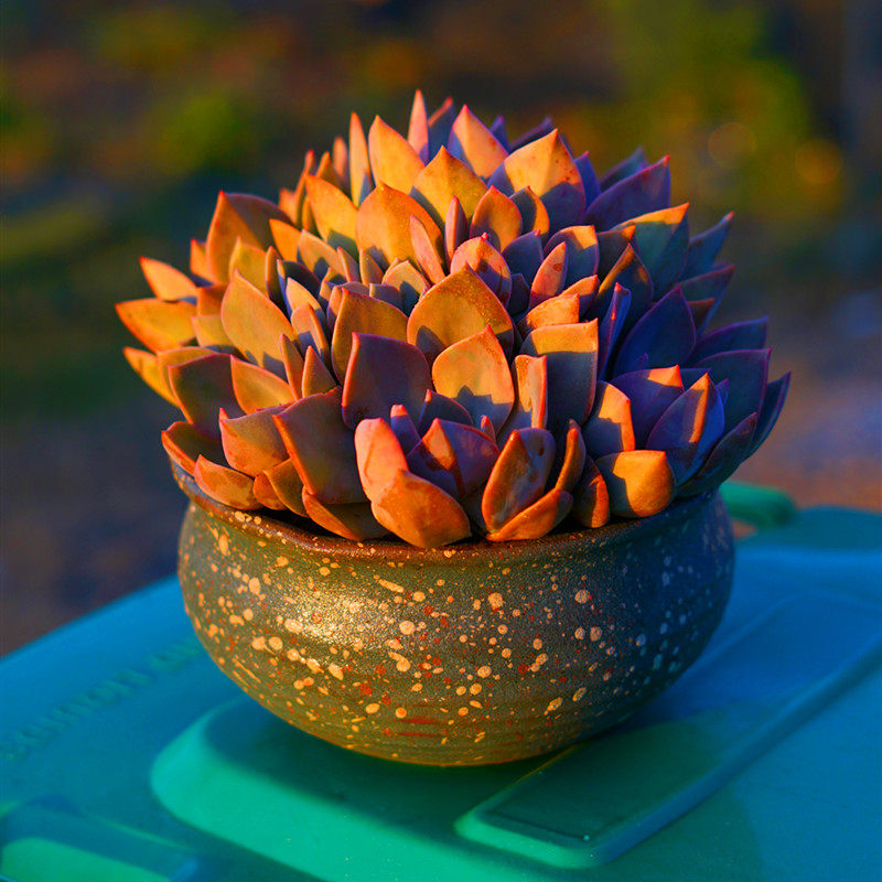 多肉植物初恋多头群生大盆盆栽新手好养桌面多肉植物