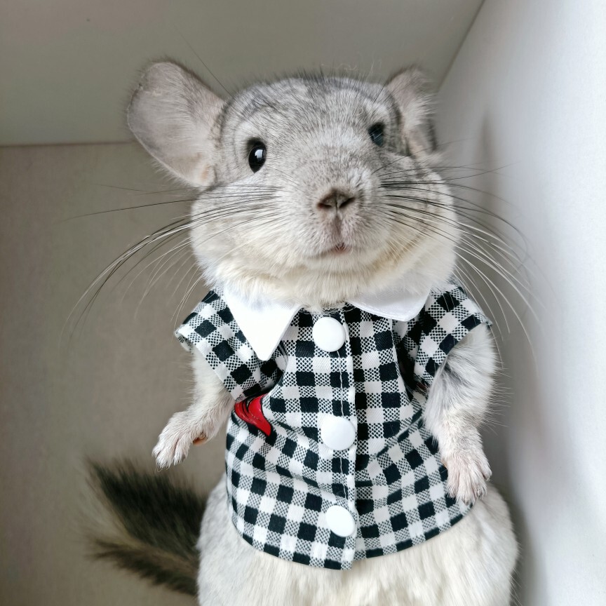 男款格子衬衫情侣装松鼠土拨鼠龙猫安格鲁雪貂狐獴宠物服装