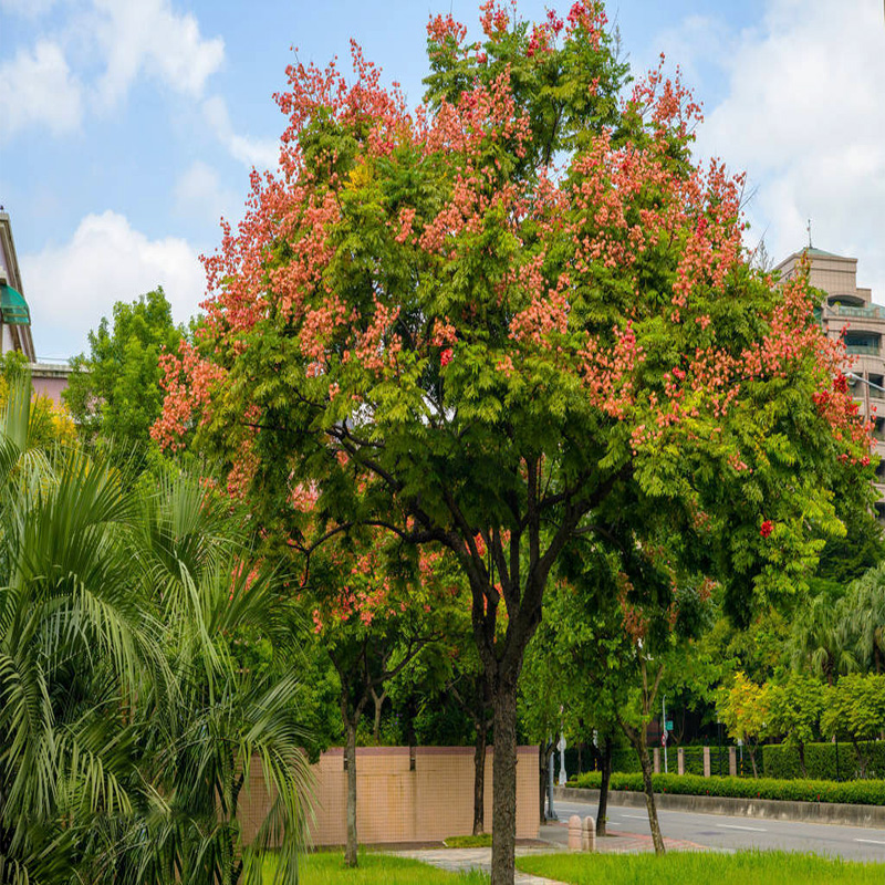 树苗黄山北京栾树小苗行道树耐寒灯笼树地行道树