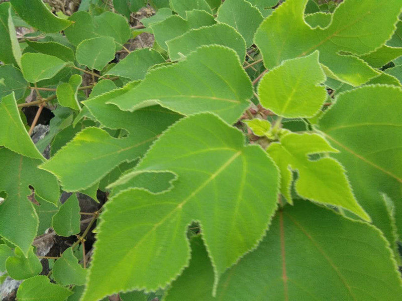 福建2017年新品野生楮桃叶 鲜品楮树叶构叶干构叶三份起包邮