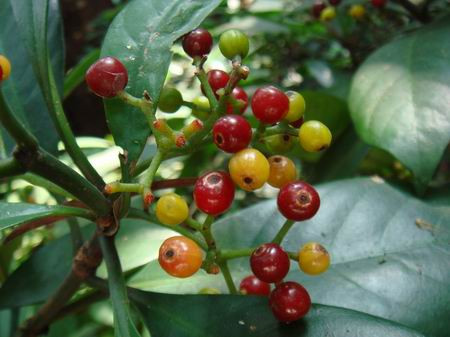 新品500克新鲜九节木山大颜大罗伞火筒树盆筒山大刀暗山公