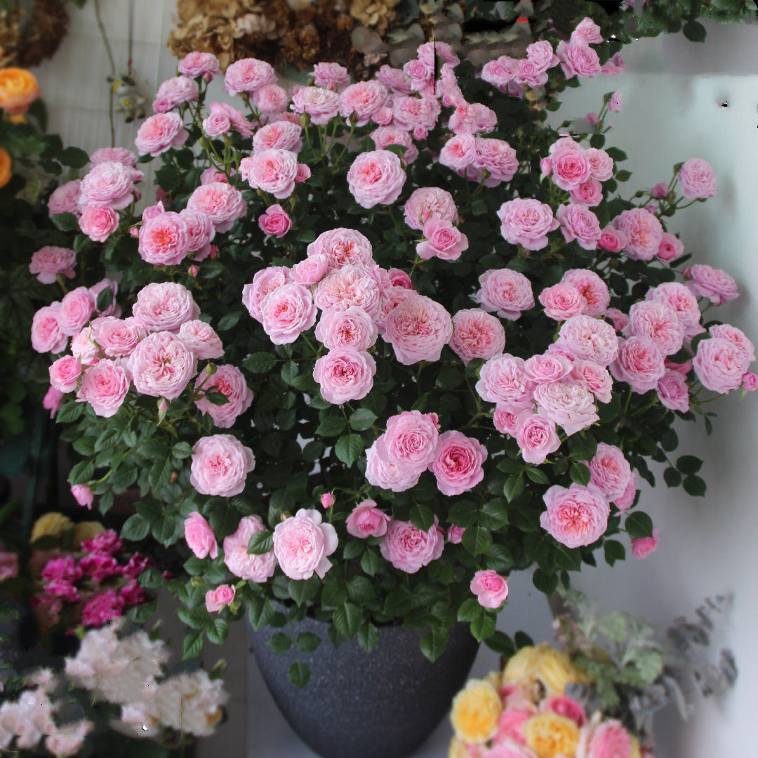 月季欧月盆栽灌木微型蓝色风暴瑞典女王奶油时令草本花卉