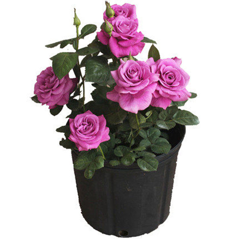 月季欧月盆栽灌木微型蓝色风暴瑞典女王奶油时令草本花卉