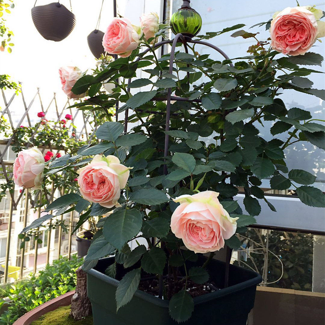 月季欧月盆栽灌木微型蓝色风暴瑞典女王奶油时令草本花卉