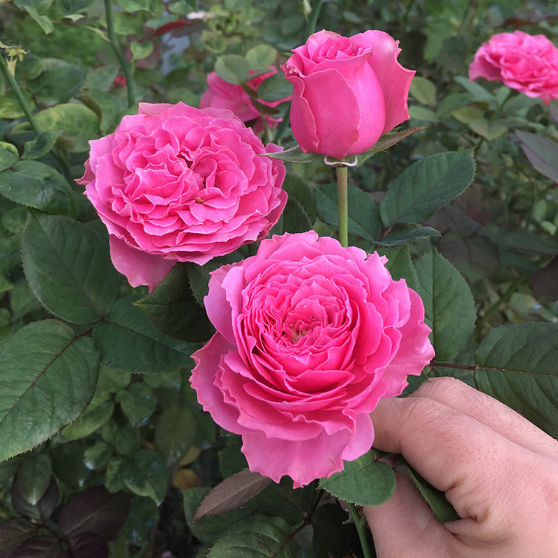 天然月季园日月新品涟漪细波月季月季花花苗多头其他工艺饰品