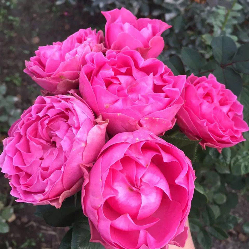 天然月季园日月新品涟漪细波月季月季花花苗多头其他工艺饰品