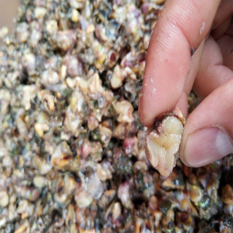 新海鲜苦螺包邮3件1斤装贝类肉油海螺碎螺鲜活贝类制品