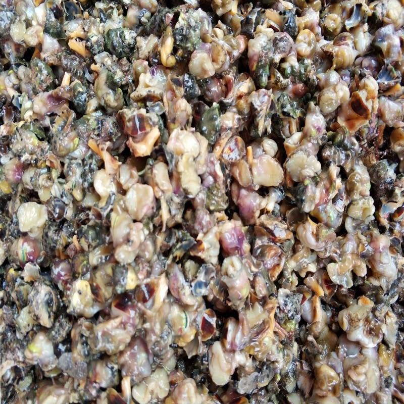 新海鲜苦螺包邮3件1斤装贝类肉油海螺碎螺鲜活贝类制品